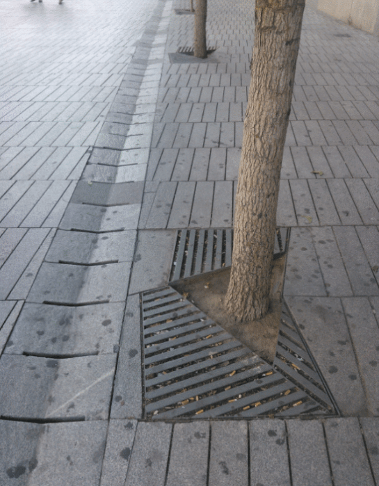 A tree which is on "real ground". The tree pit grid is quite limited.